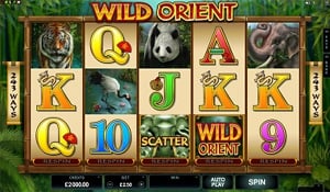 Wild Orient