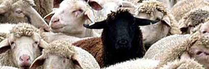 Schwarze Schafe