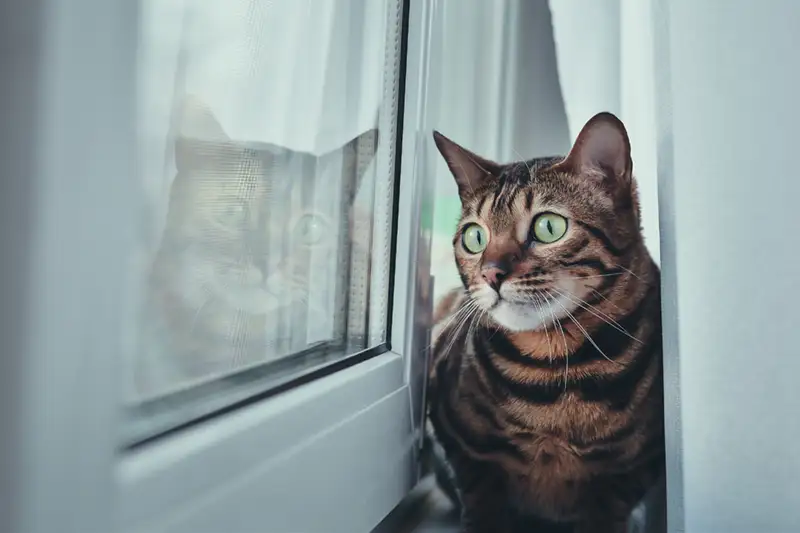 Fönsterbyte Linköping katt vid nytt fönster