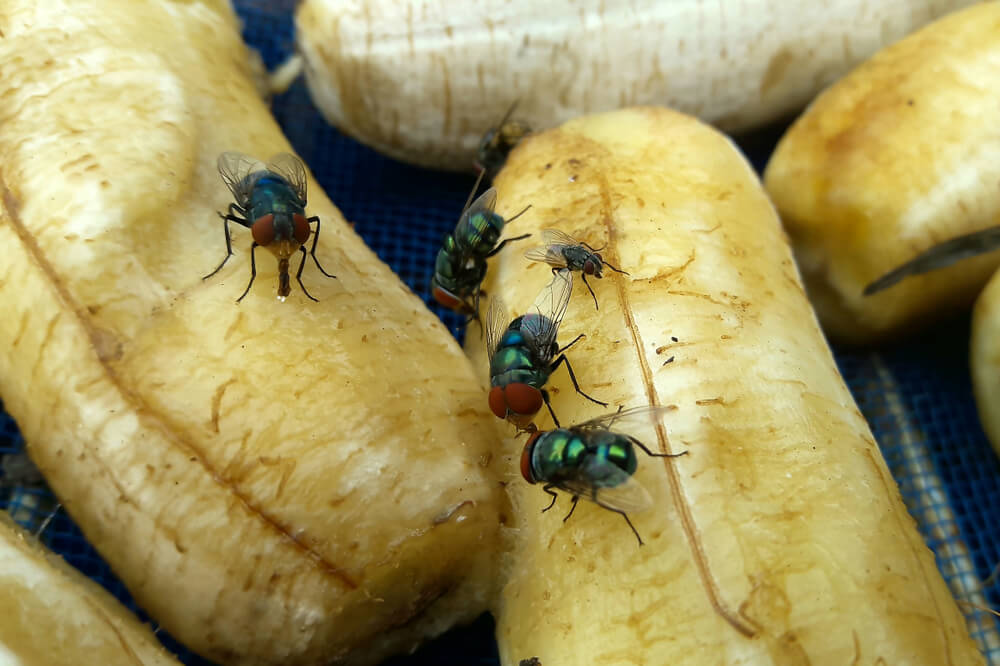 bananflugor ättika