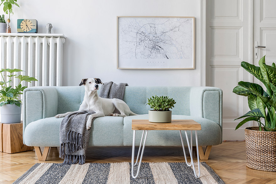 Ljus och smakfullt inredd äldre lägenhet. På en mintfärgad soffa ligger en grå pläd och en vit hund.
