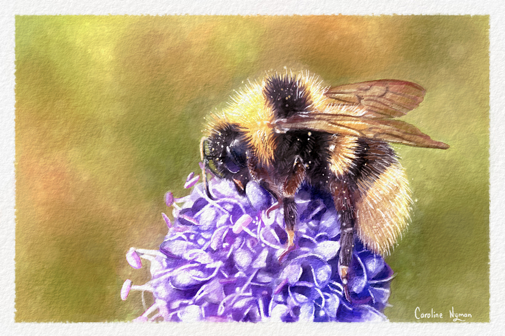 Bumblebee by Caroline Nyman