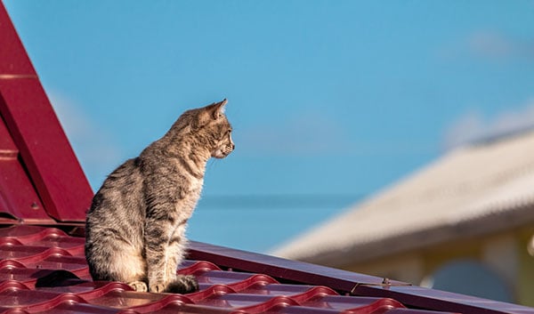 takläggare uppsala om oss katt på tak