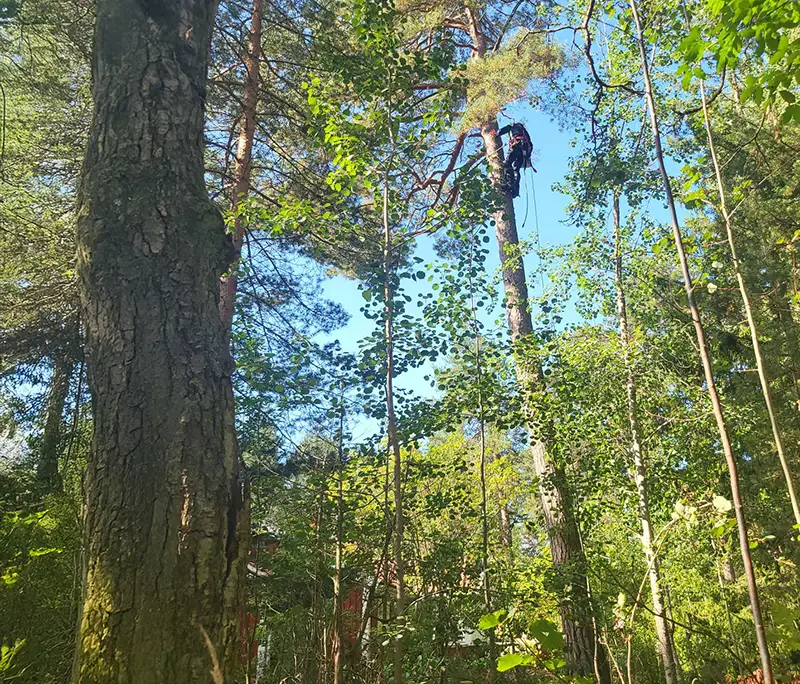 trädfällning Värmdö