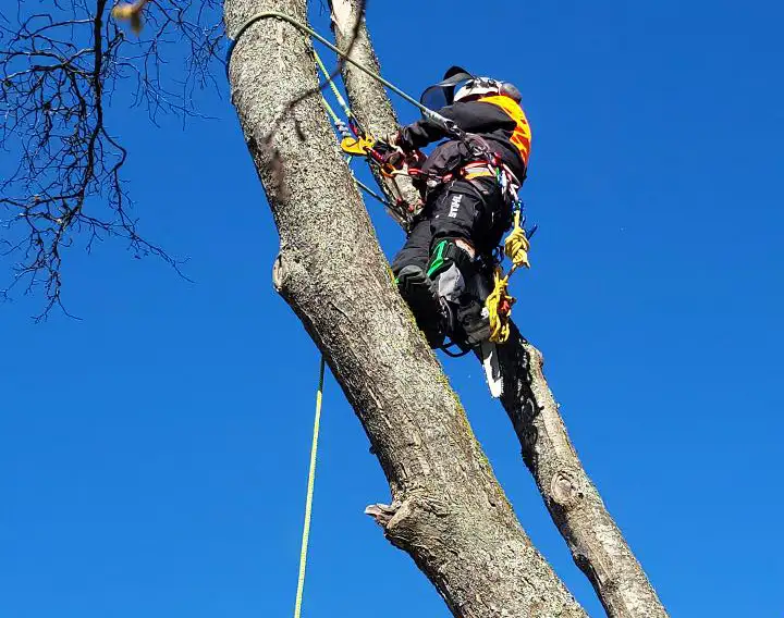 trädfällning Nacka