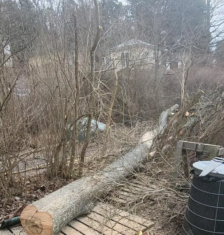 trädfällning Värmdö