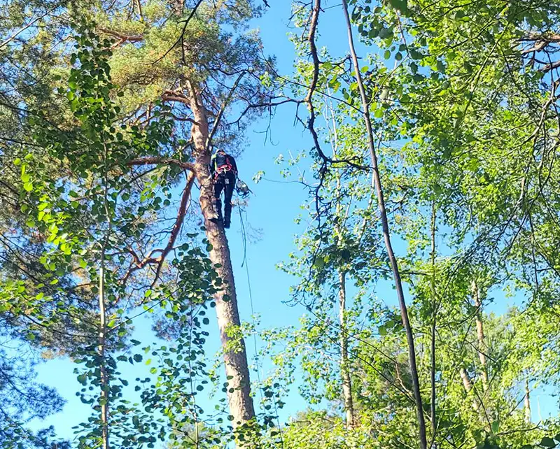 trädfällning Värmdö