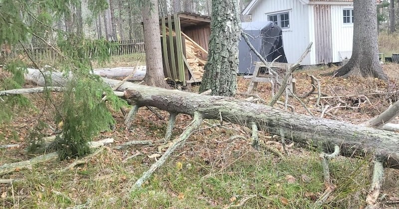 trädfällning Nacka