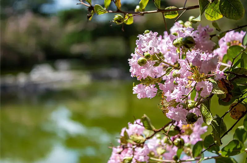 trädgårdsskötsel Stockholm